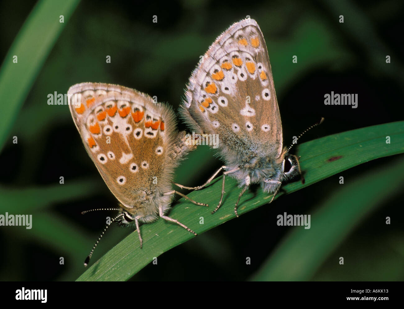 Northern Brown Argus Butterfly Aricia artaxerxes pair of butterflies mating UK Stock Photo
