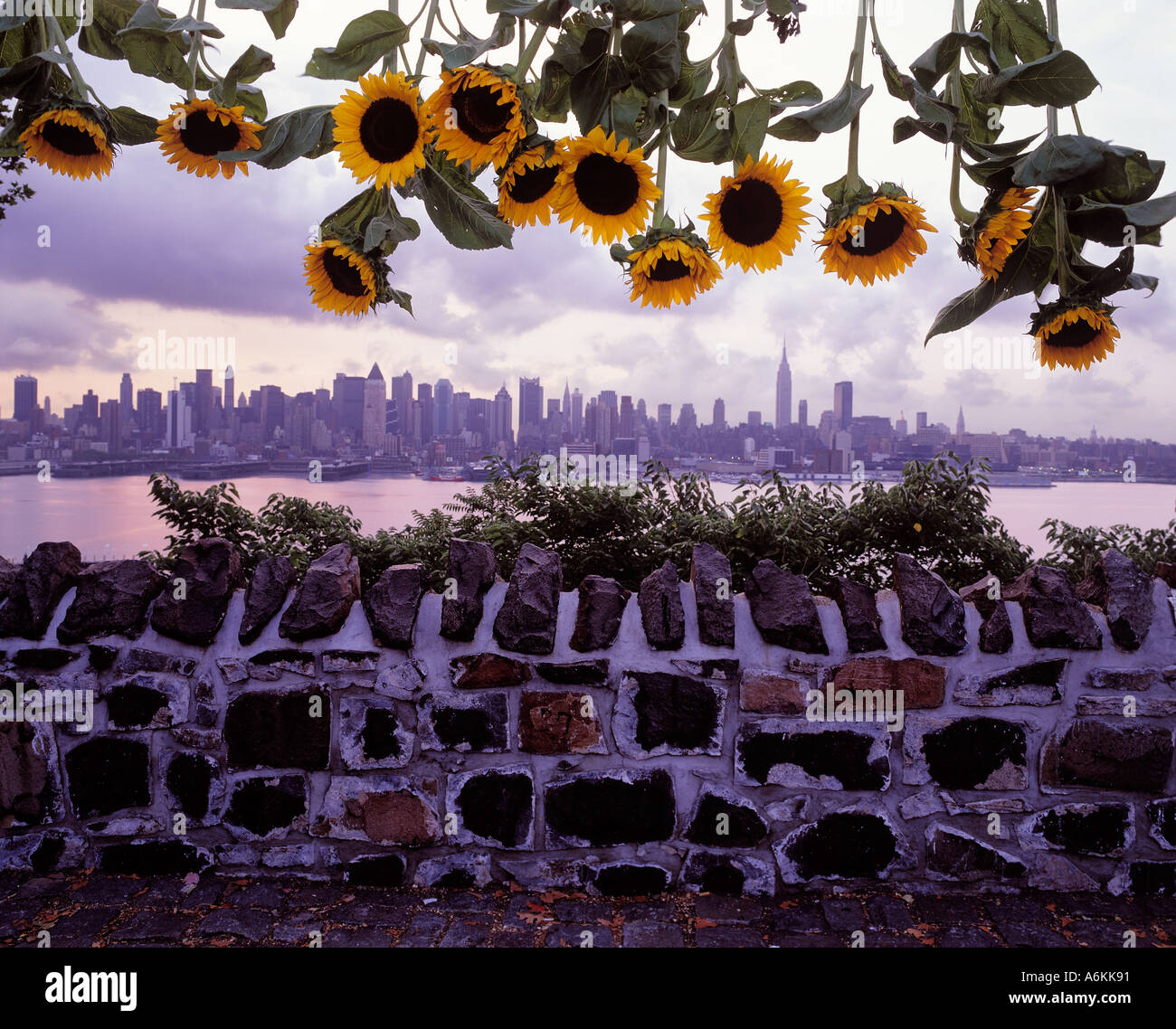 Sunflowers hanging down. City skyline Midtown Manhattan New York City