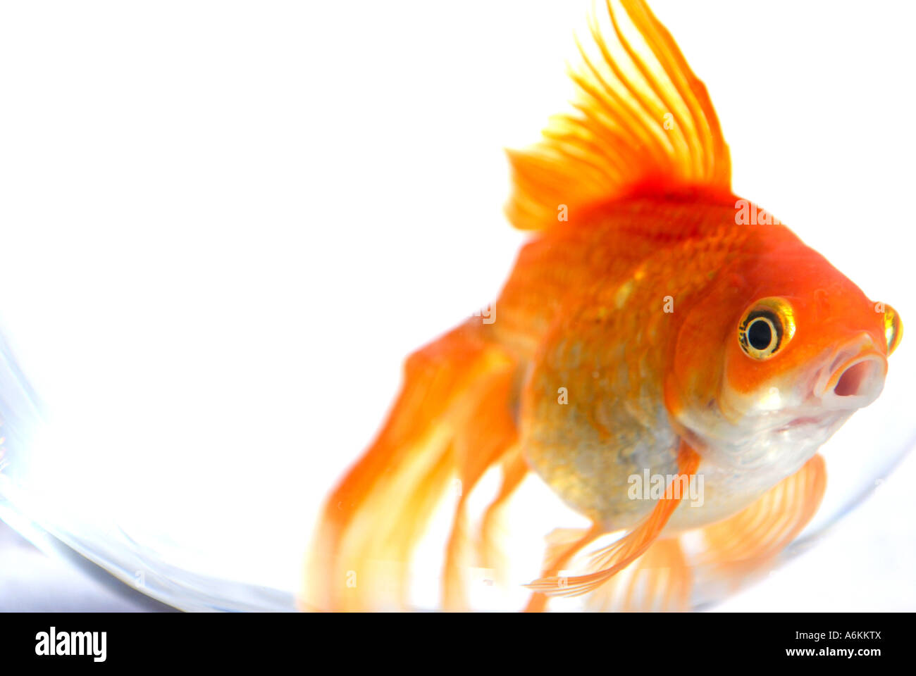 Goldfish fish colour gold orange hi res stock photography and