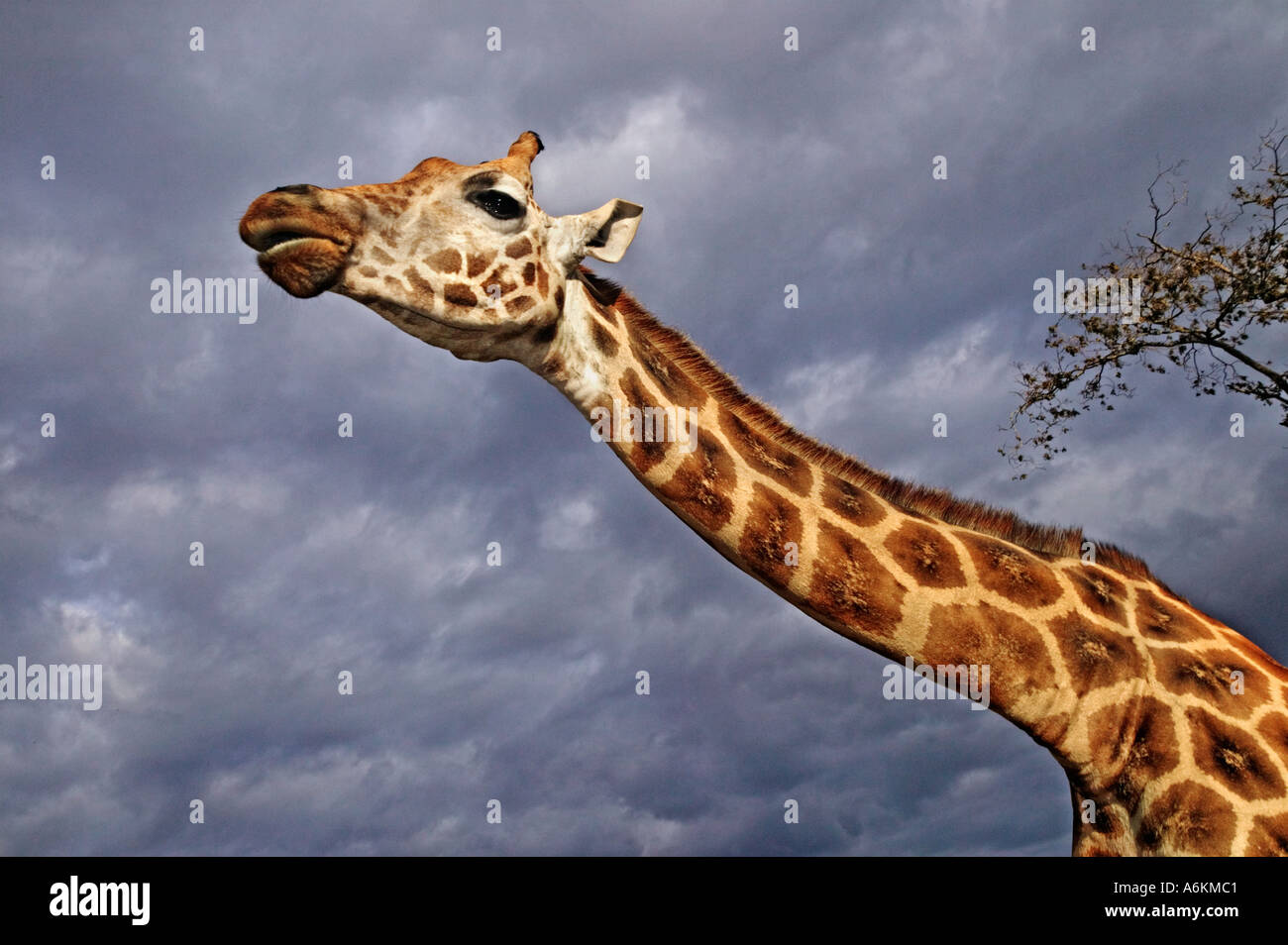 Rothschild Giraffe Giraffa camelopardalis rothschildi Portrait of adult ...