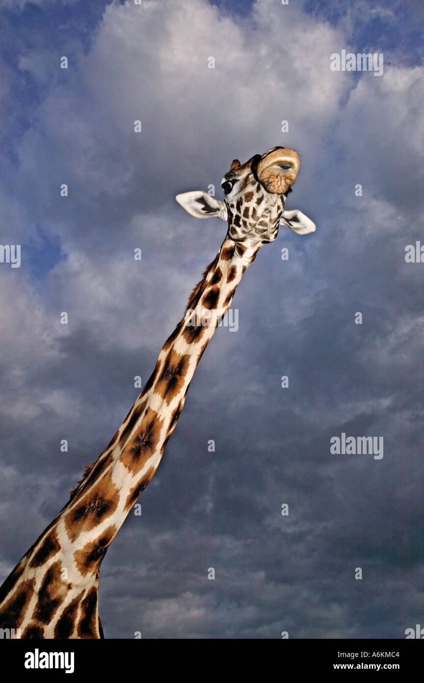 Rothschild Giraffe Giraffa camelopardalis rothschildi Portrait of adult ...