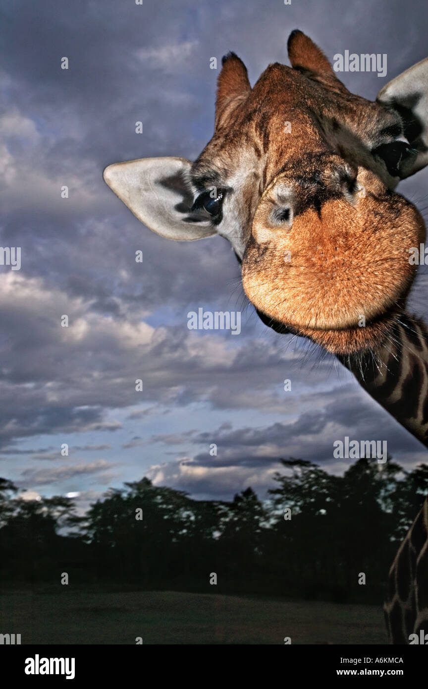 Rothschild Giraffe Giraffa camelopardalis rothschildi Portrait of adult ...