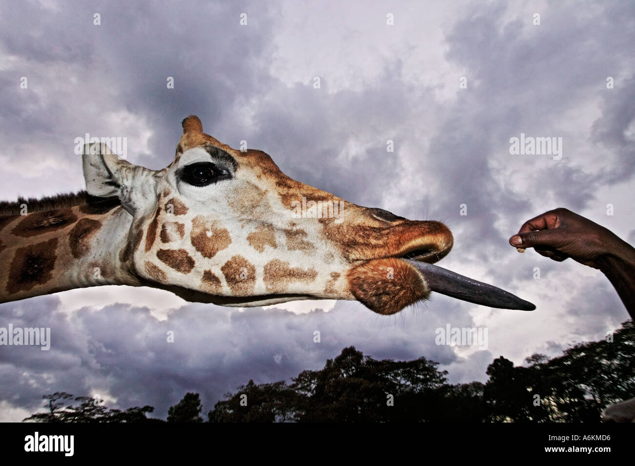 Rothschild Giraffe Giraffa camelopardalis rothschildi Portrait of adult ...