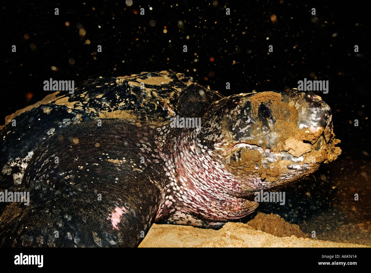 Leatherback turtle Dermochelys coriacea Female laying eggs on beach ...