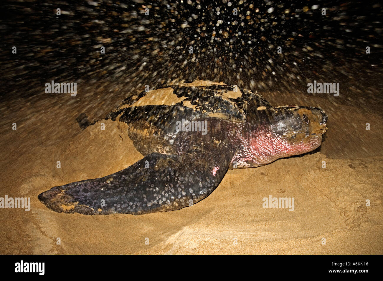 Leatherback turtle Dermochelys coriacea Female laying eggs on beach ...