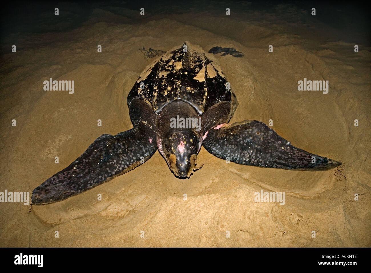 Leatherback turtle Dermochelys coriacea Female laying eggs on beach ...