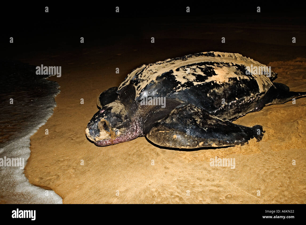Leatherback turtle Dermochelys coriacea Female returns to sea after ...