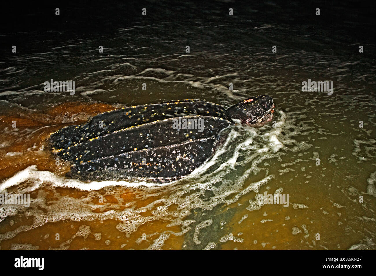 Leatherback turtle Dermochelys coriacea Female returns to sea after ...