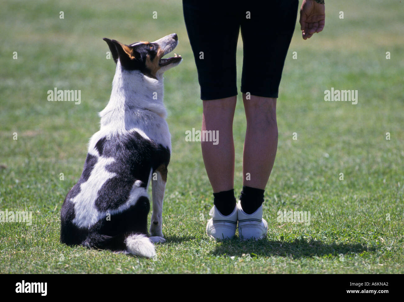 Obedience class hires stock photography and images Alamy