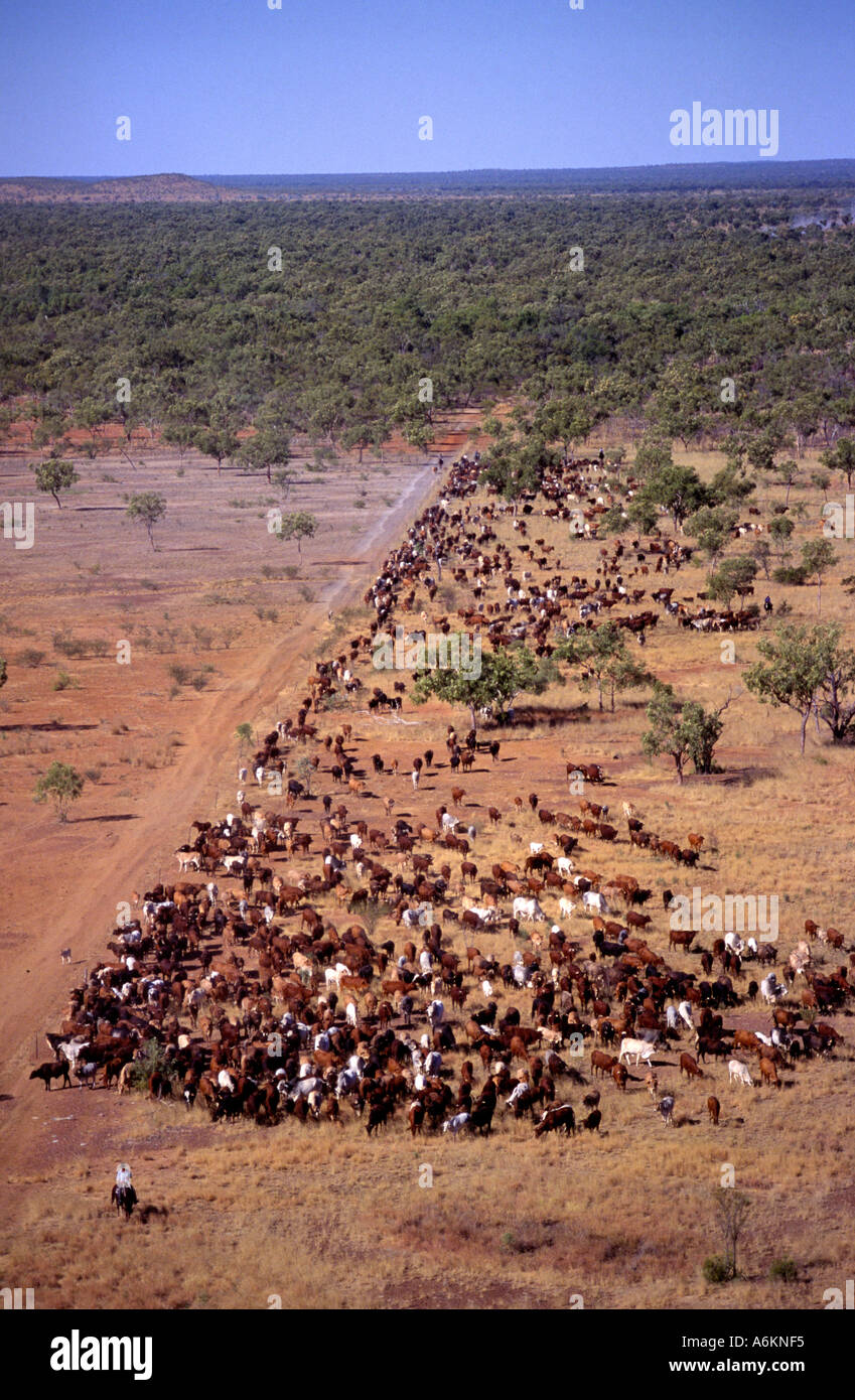 Cattle muster, Australia Stock Photo