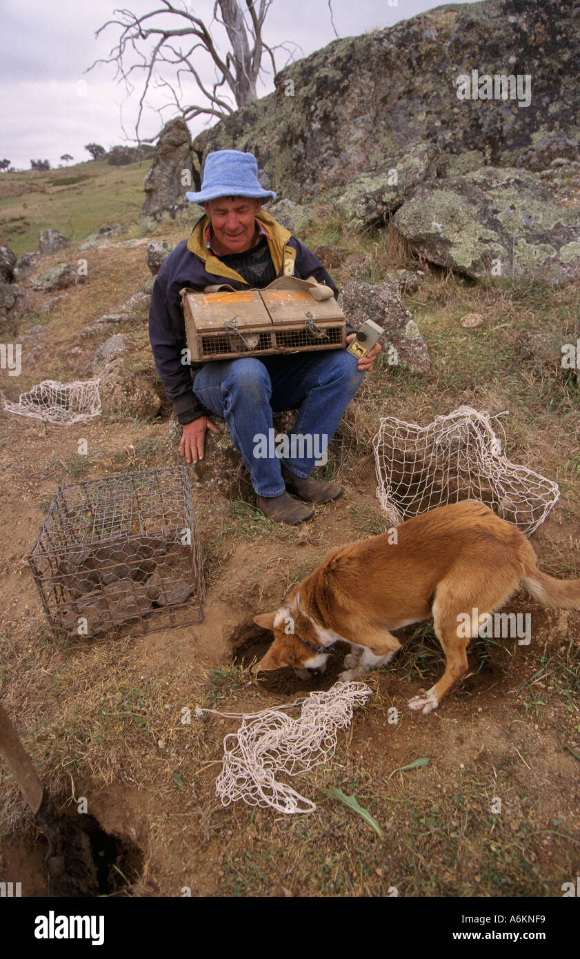 Rabbit catcher with ferrets and eager assistant near Euroa NE Stock