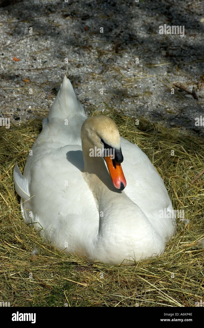 Breeding mute swan Cygnus olor Geneva Switzerland Stock Photo Alamy