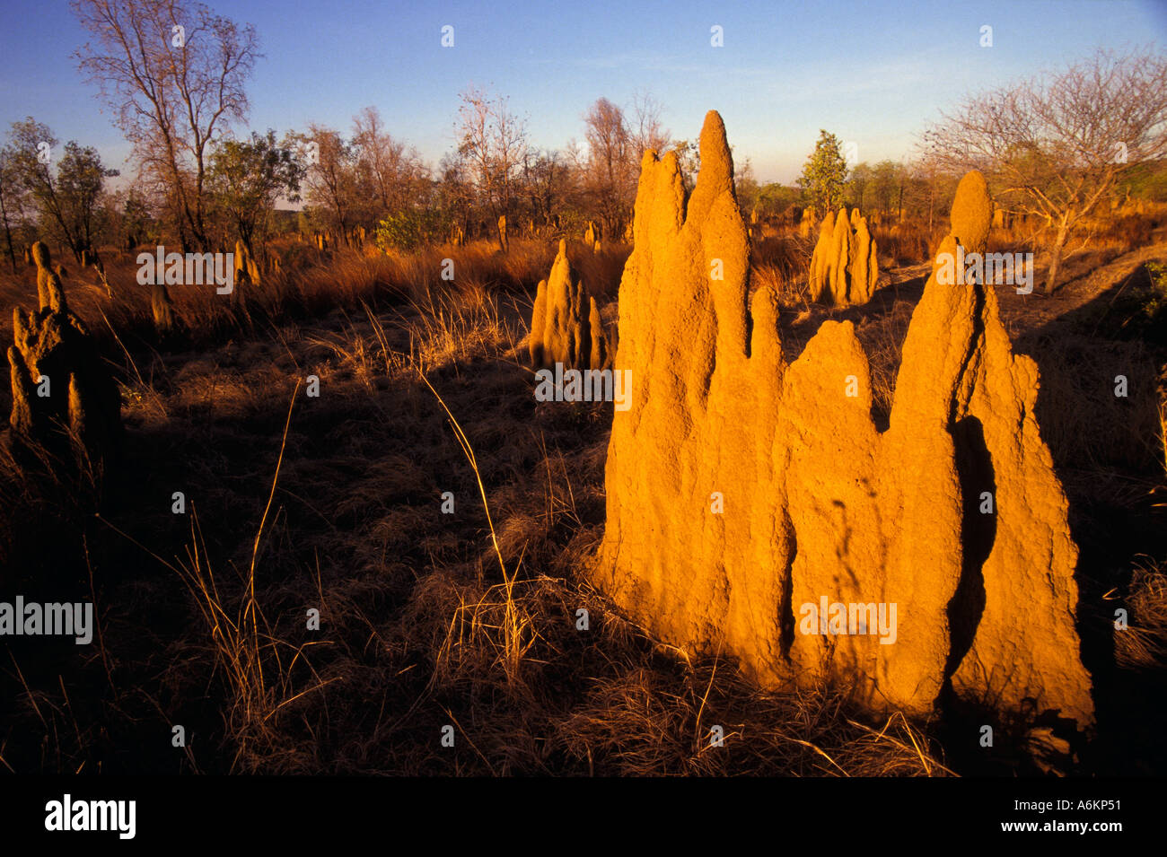 Termite mounds, outback Australia Stock Photo Alamy