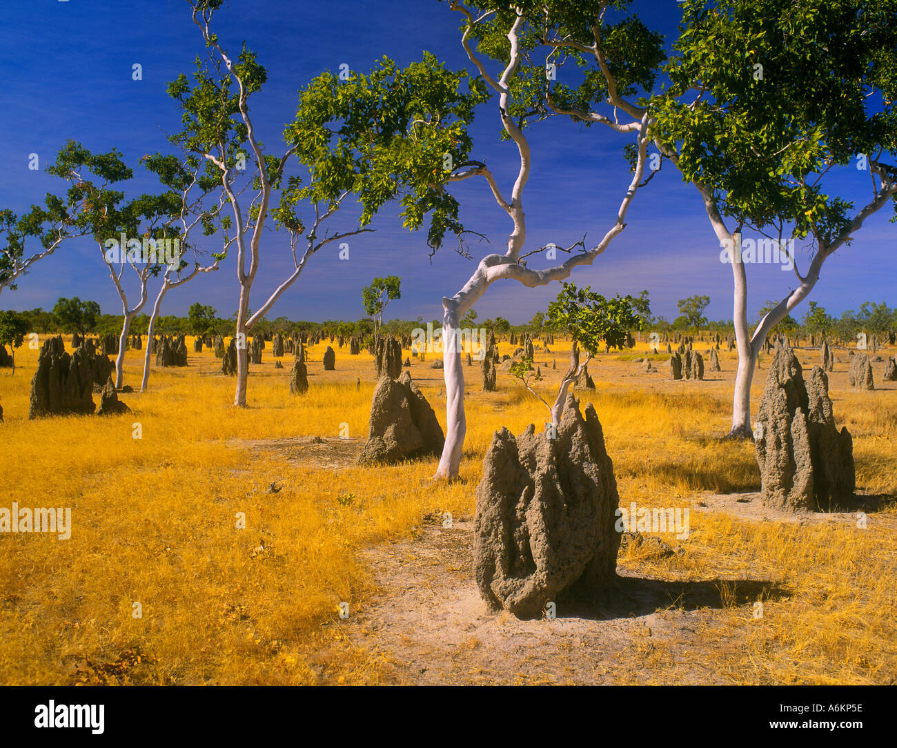 Termite mounds and snappy gums in savannah grassland, , ,  Gulf Savannah, Queensland, Australia, horizontal, Stock Photo