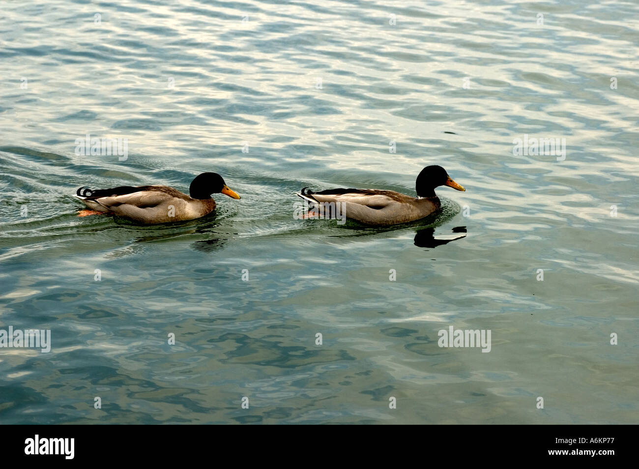Mallard drake Stock Photo