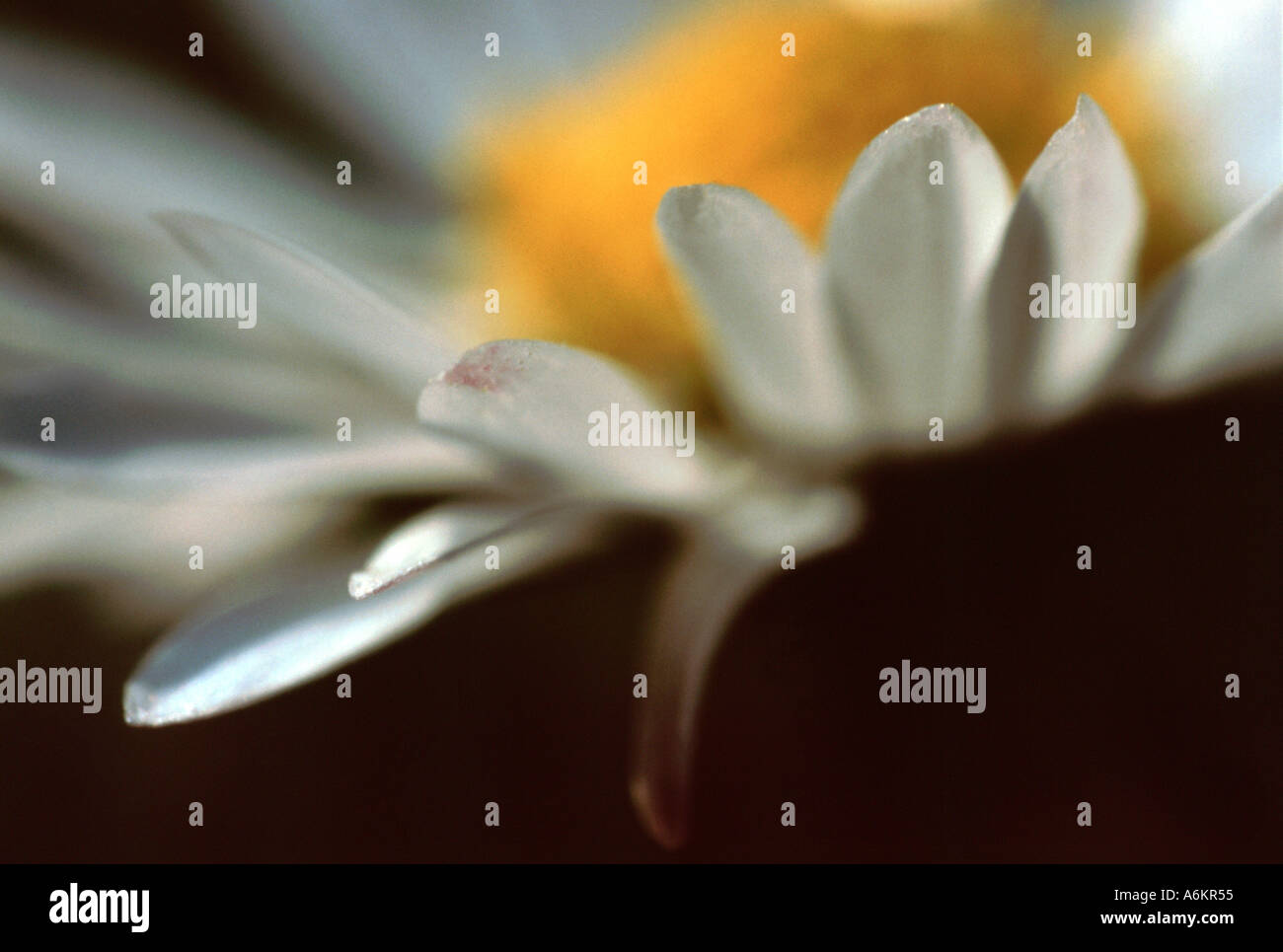 Macro image of Daisy Stock Photo - Alamy