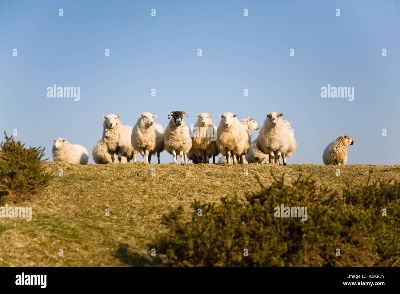 Curious sheep on a North Wales moor Stock Photo - Alamy