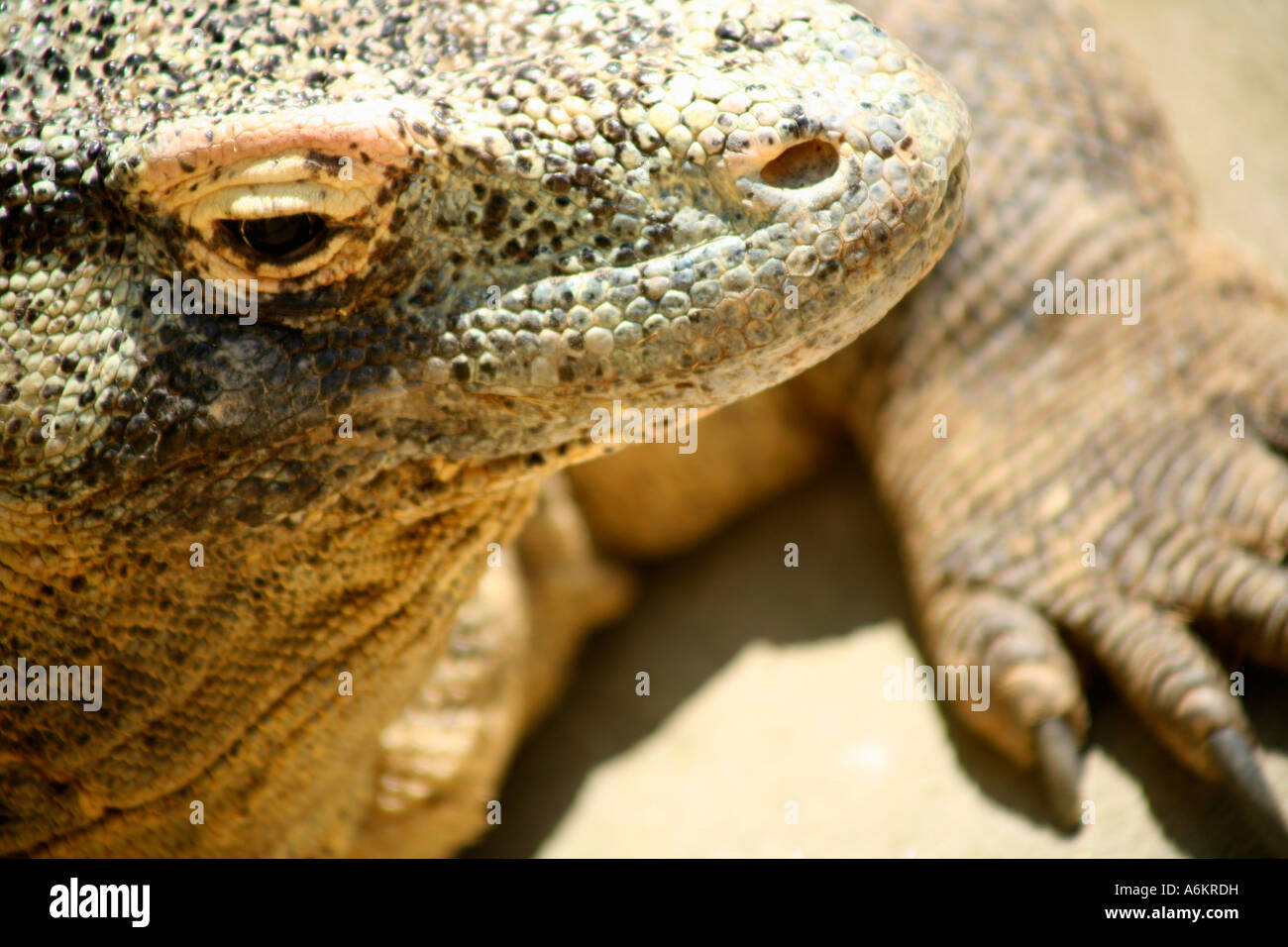 pic Latin Name For Bearded Dragon alamy