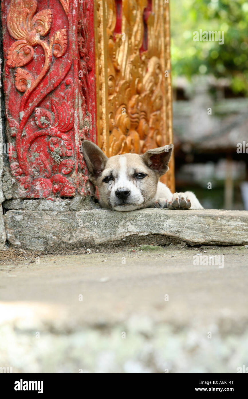 cute-puppy-at-a-temple-in-bali-indonesia-A6KT4T.jpg