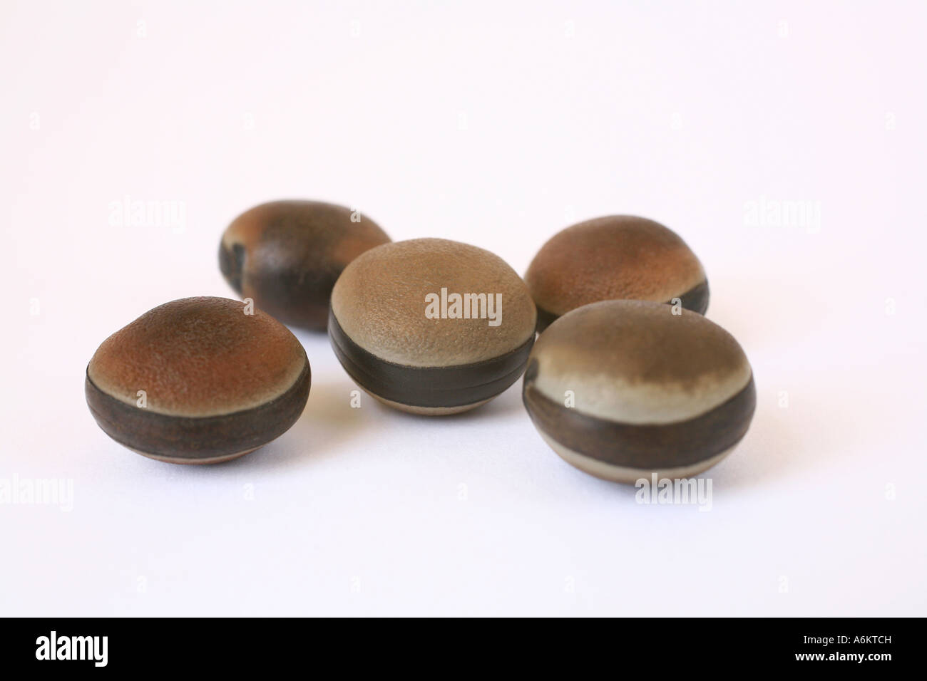 Sea bean hires stock photography and images Alamy
