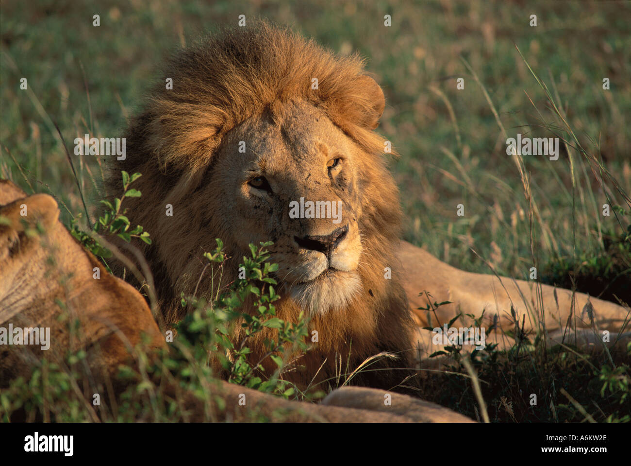 Lion Panthera leo Masai Mara National Park Kenya Africa Stock Photo - Alamy