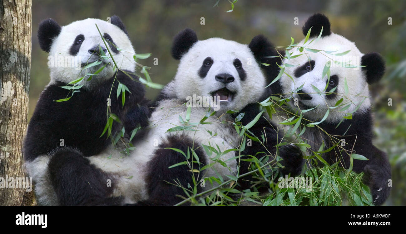 Three panda cubs eating bamboo together Wolong China Stock Photo