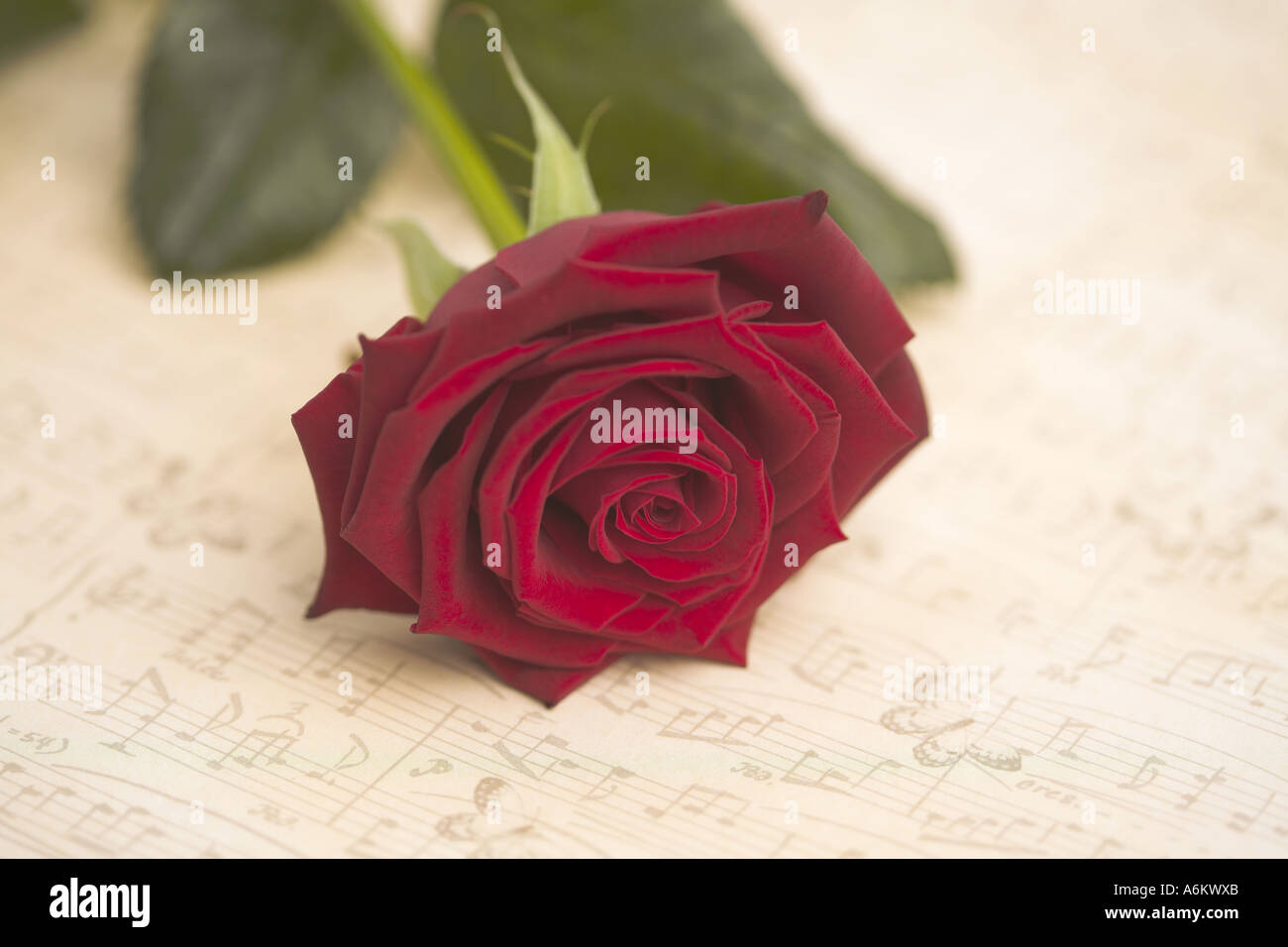 Romance of the rose manuscript hi-res stock photography and images - Alamy