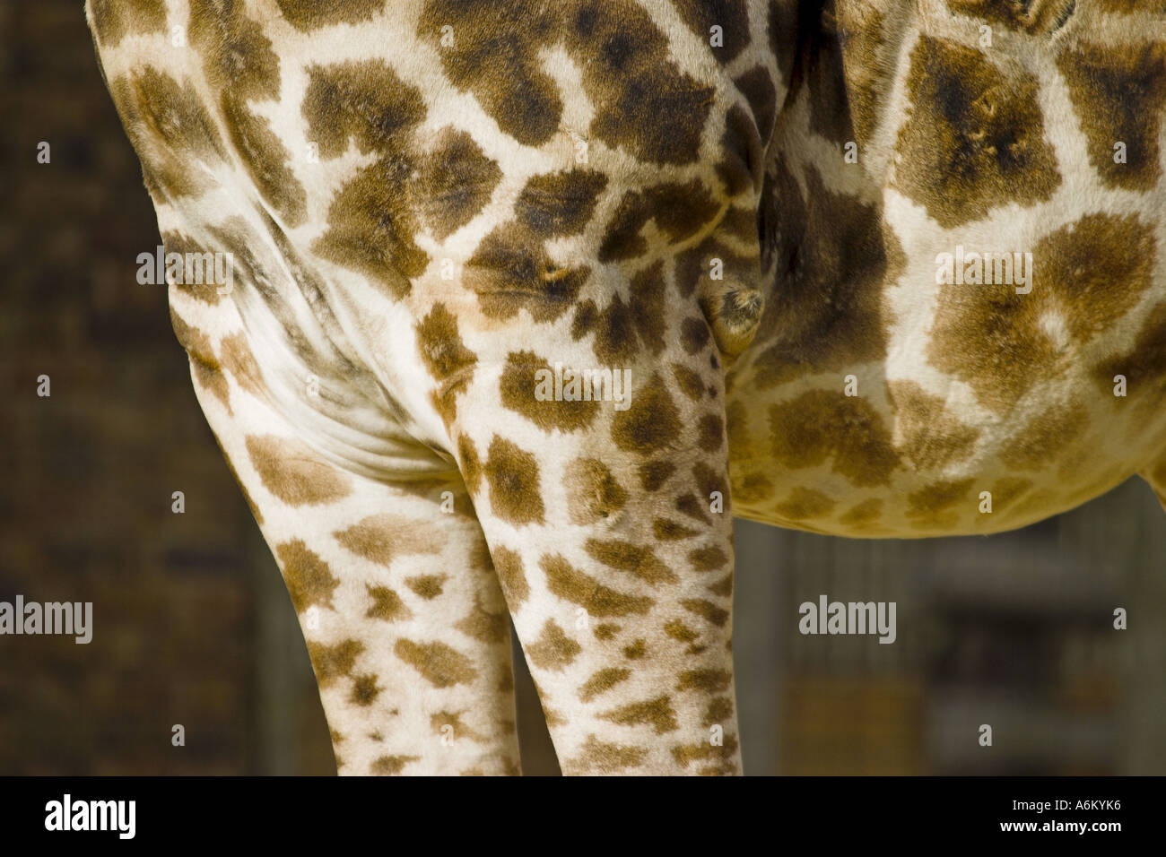 Giraffe Stock Photo