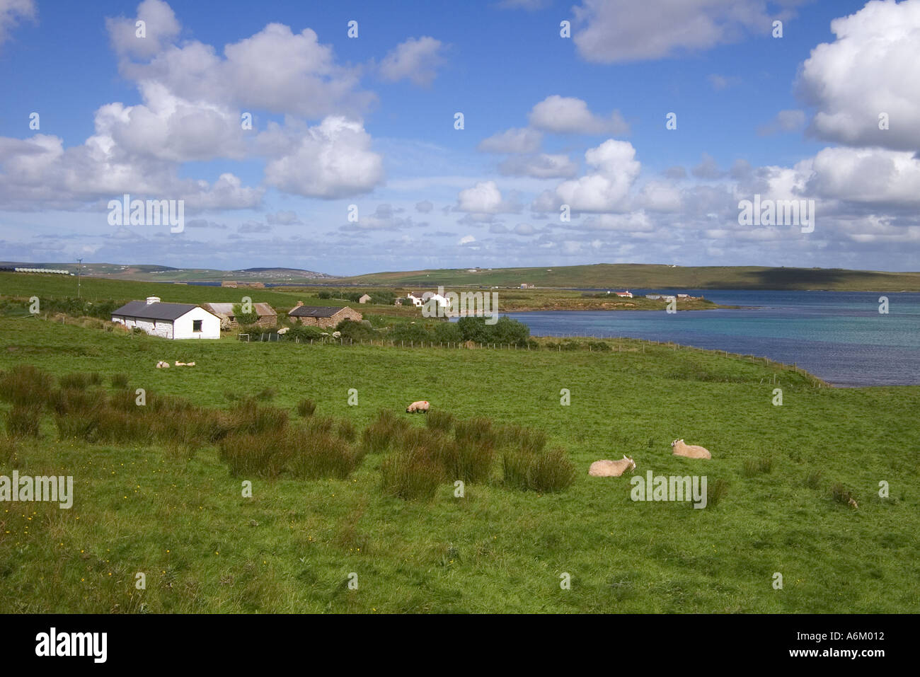 dh Bay of Quoys HOY ORKNEY Field sheep grazing spike rush sedge houses Burra Sound and Graemsay island Stock Photo