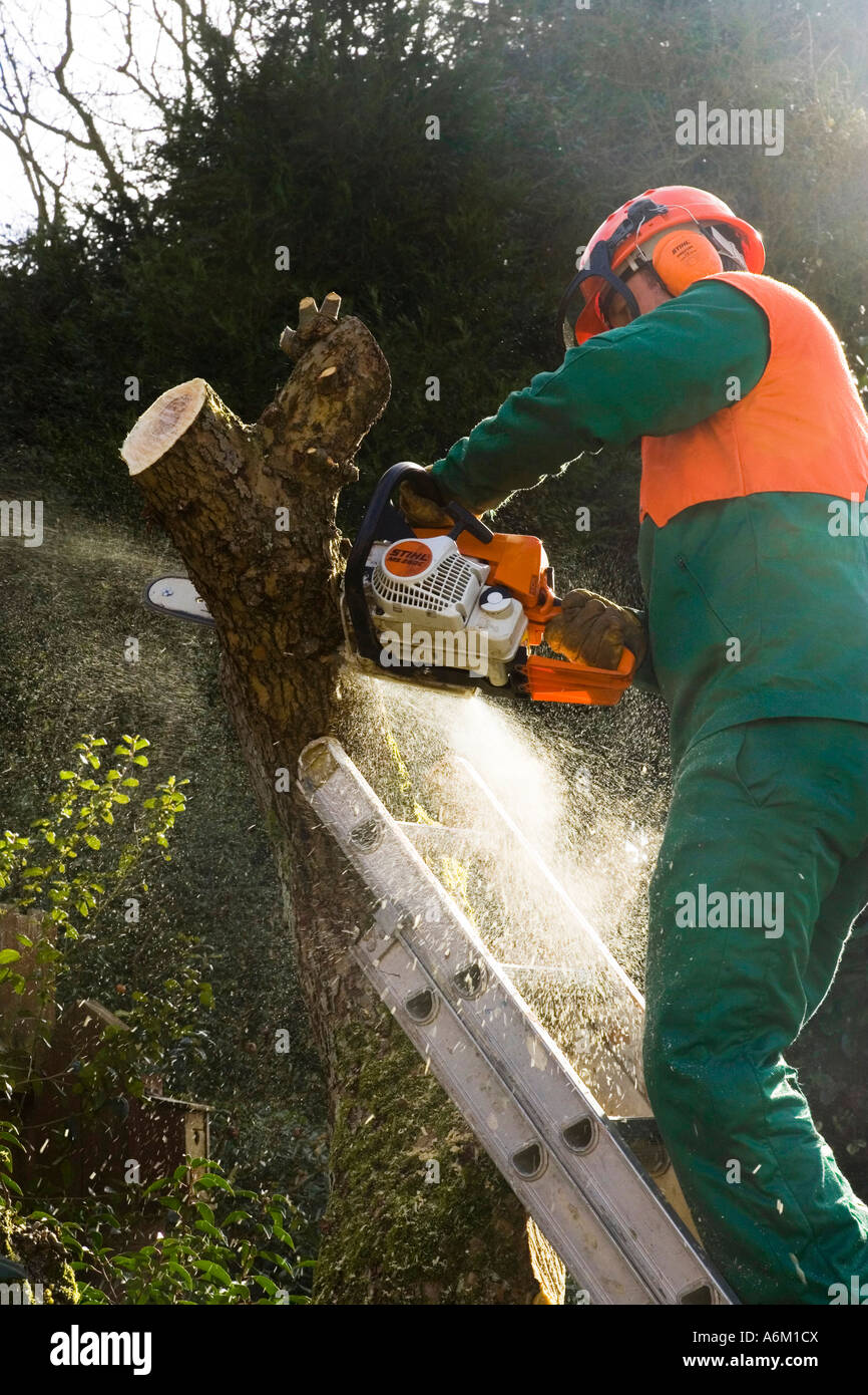 Using chainsaw cut down tree hi res stock photography and images alamy