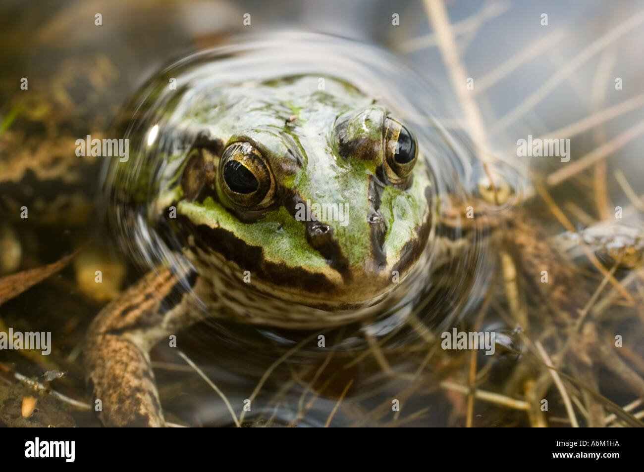 green frog in the water Stock Photo