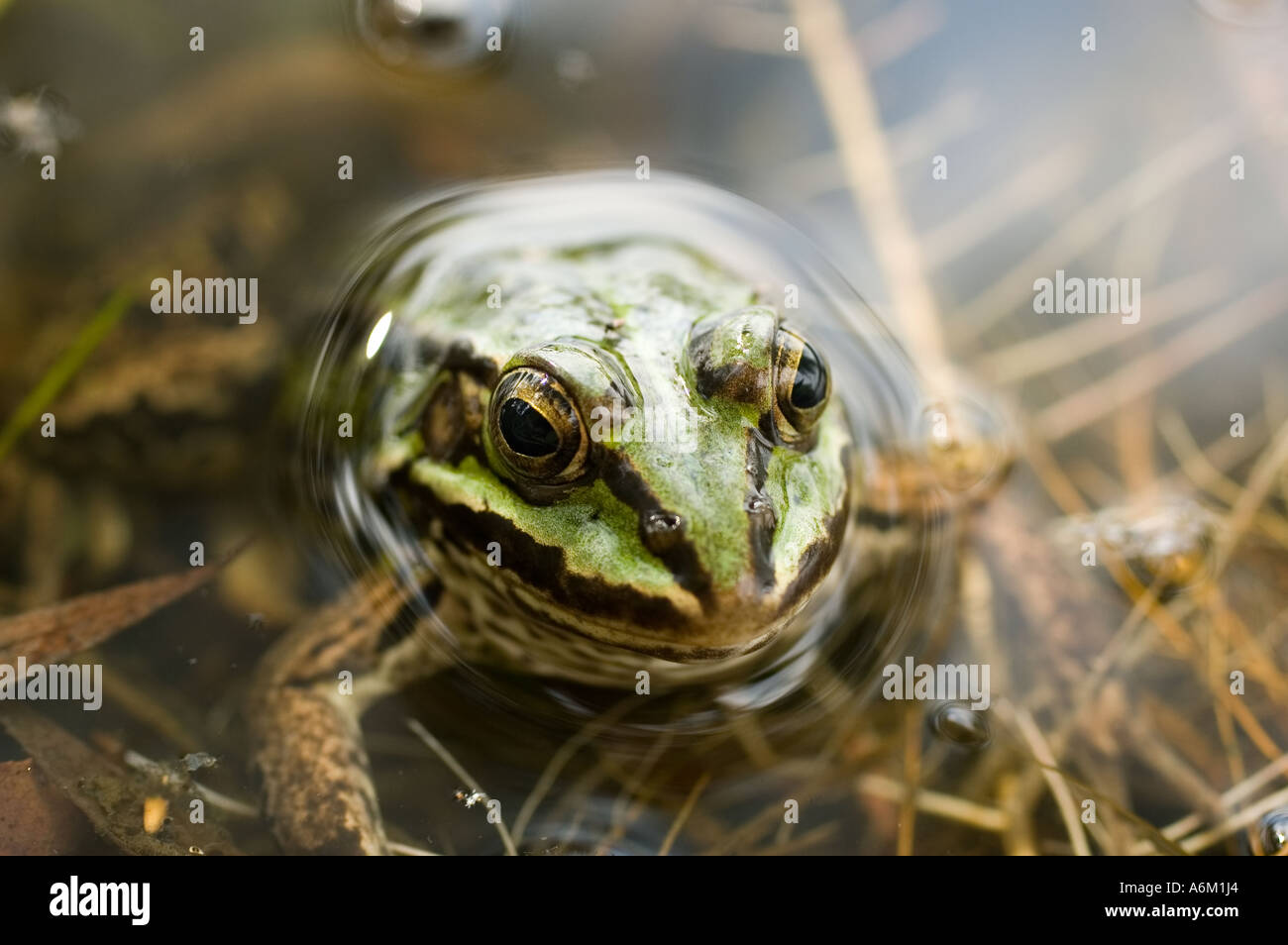 green frog in the water Stock Photo