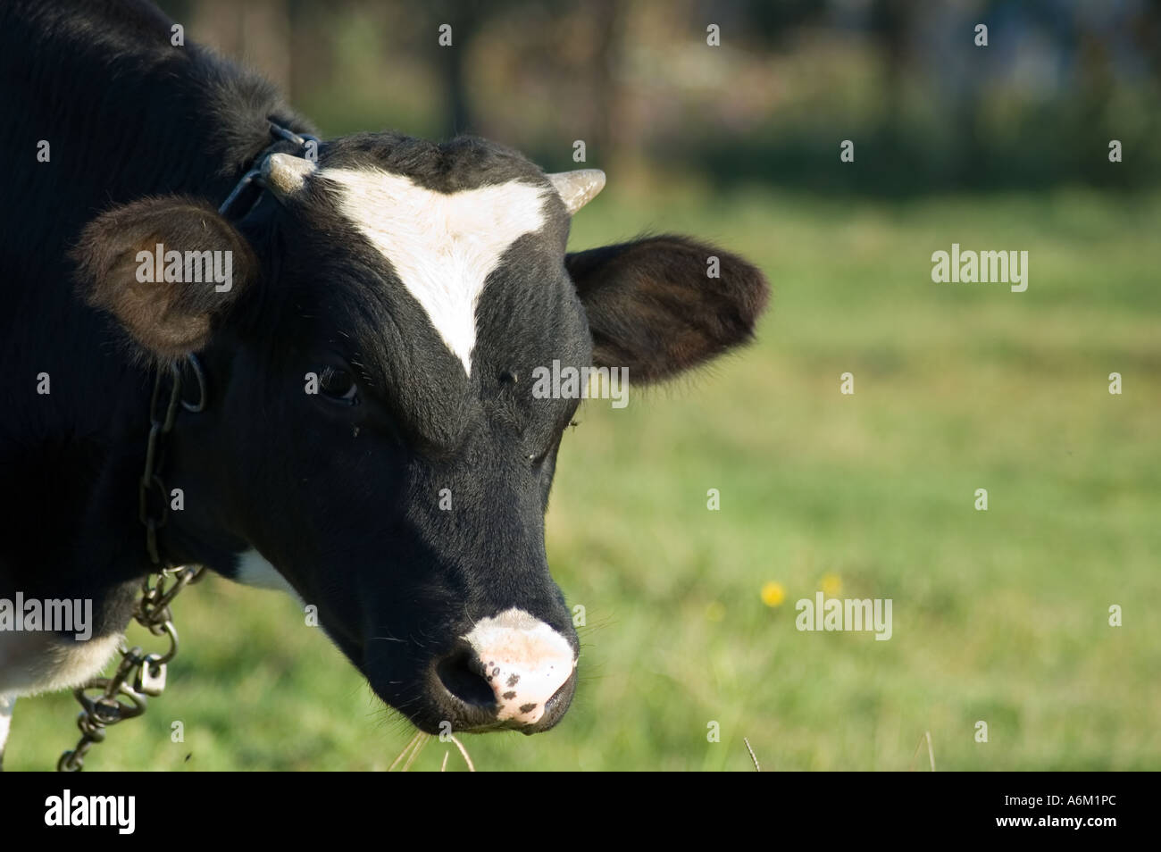 a cow standing on the meadow and pasturing Stock Photo - Alamy