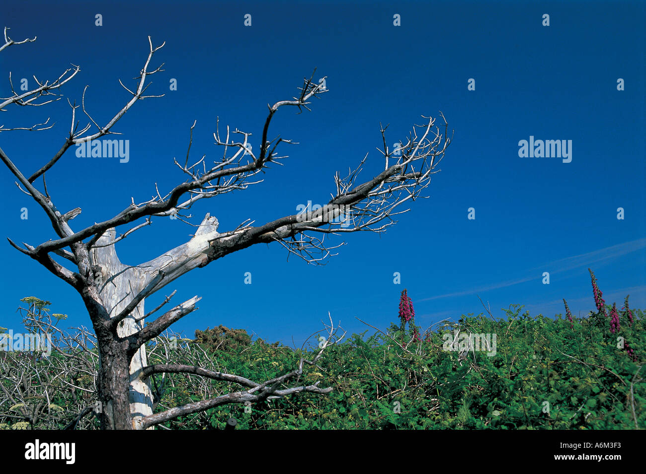 Sun bleached dead tree and wild flowers on Sark Stock Photo - Alamy