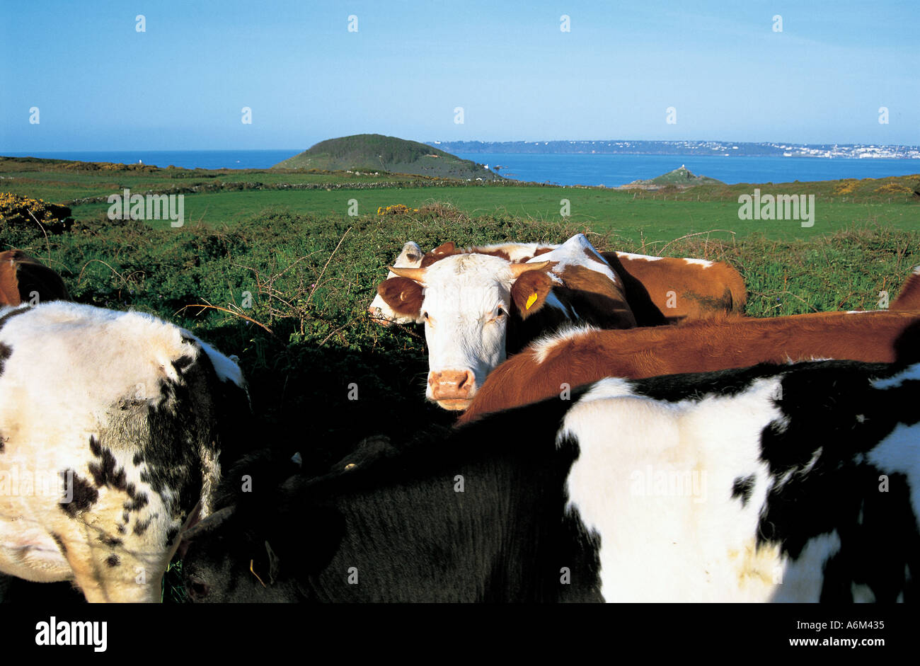 Channel Island Cattle High Resolution Stock Photography and Images - Alamy