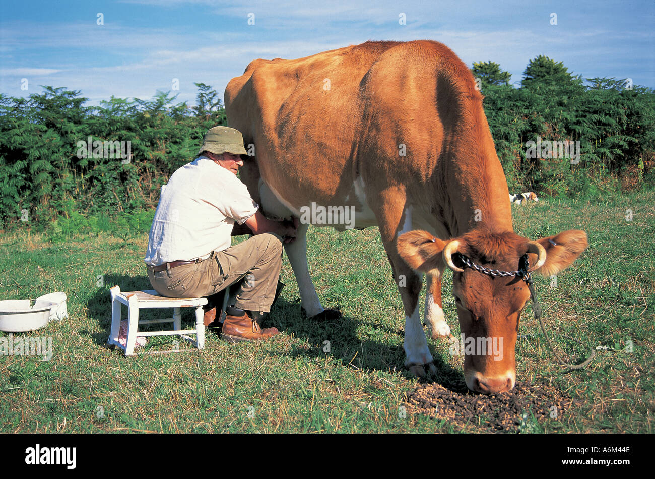 Cow being milked by hand on Channel Islands Stock Photo Alamy