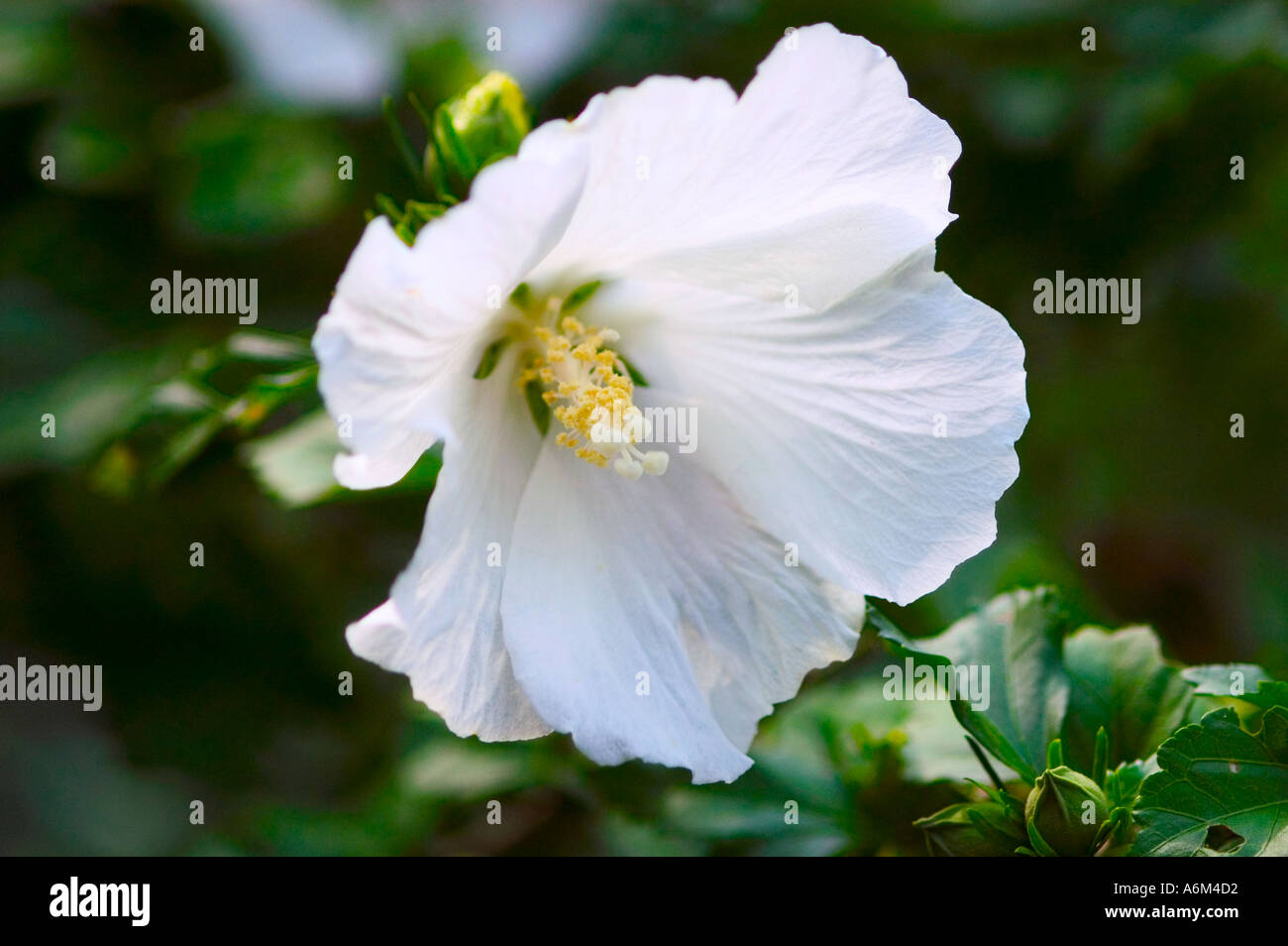 Rose of Sharon Hibiscus syriacus Diana Stock Photo