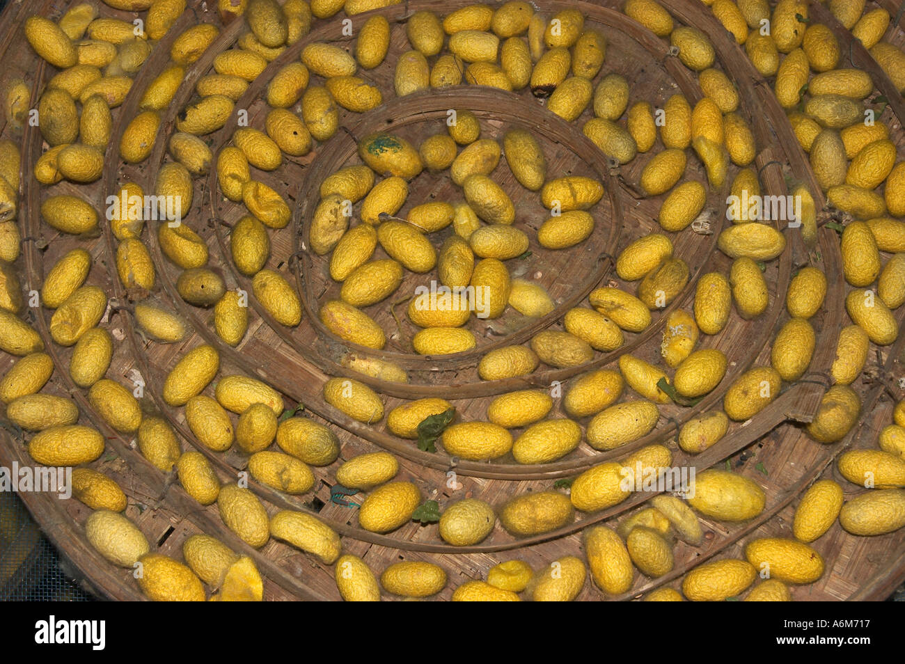 THAILAND Chiang Mai Silk Factory silkworm cocoons Stock Photo