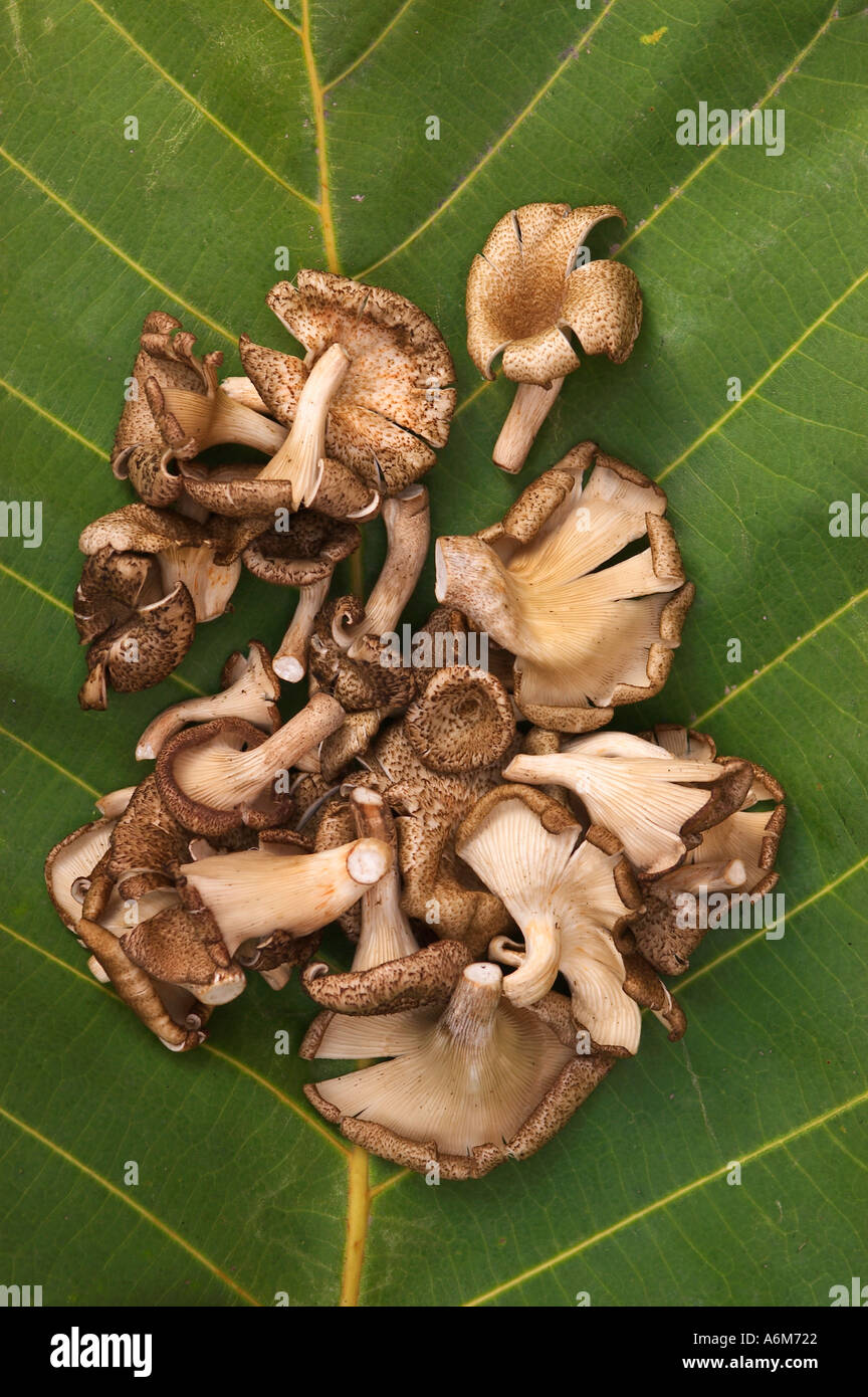 Thailand mushrooms hires stock photography and images Alamy