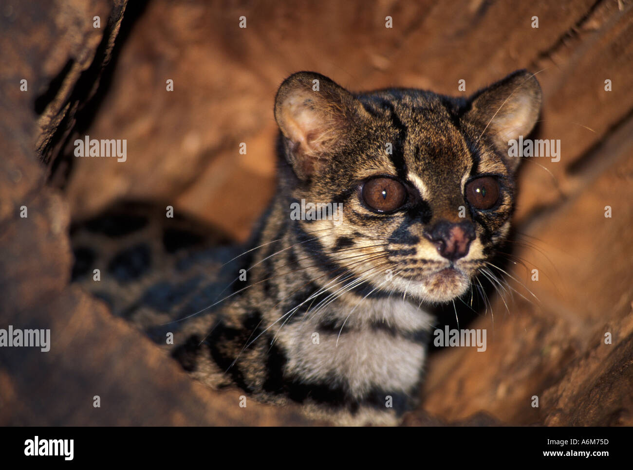 LITTLE SPOTTED CAT (Felis tigrina) Central America CAPTIVE Stock Photo