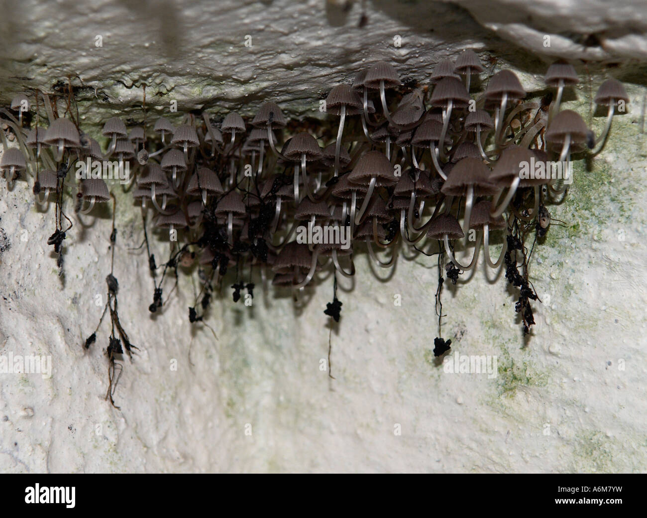 Mushrooms growing from the ceiling of the tower house of Aughnanure Castle in Oughterard County