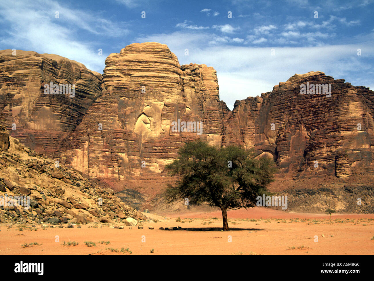 Acacia tree stands alone dwarfed by the massive sandstone jebels in the vast desert of Wadi Rum, Jordan Stock Photo