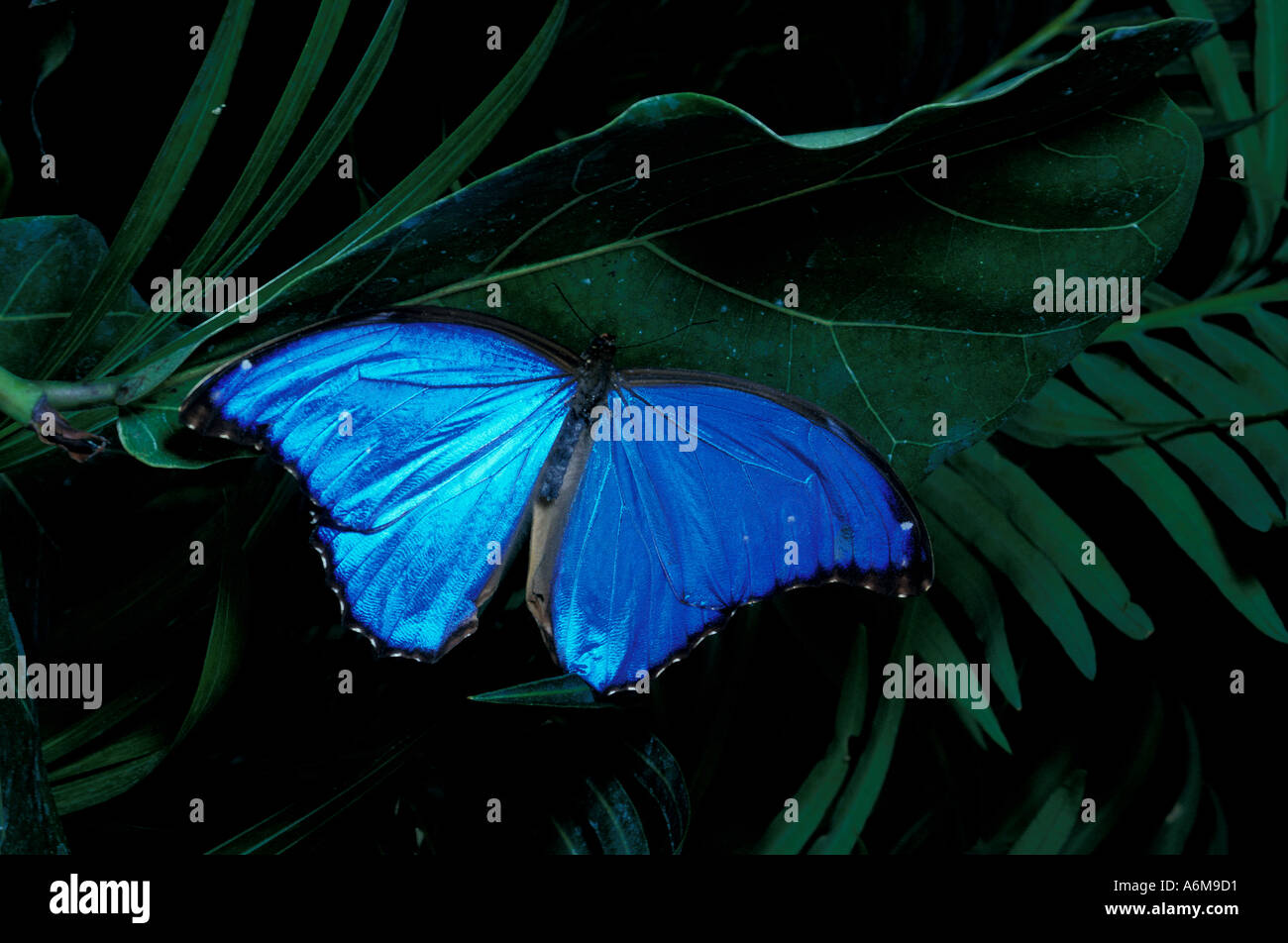 INVERTEBRATE BUTTERFLY Morpho Stock Photo Alamy