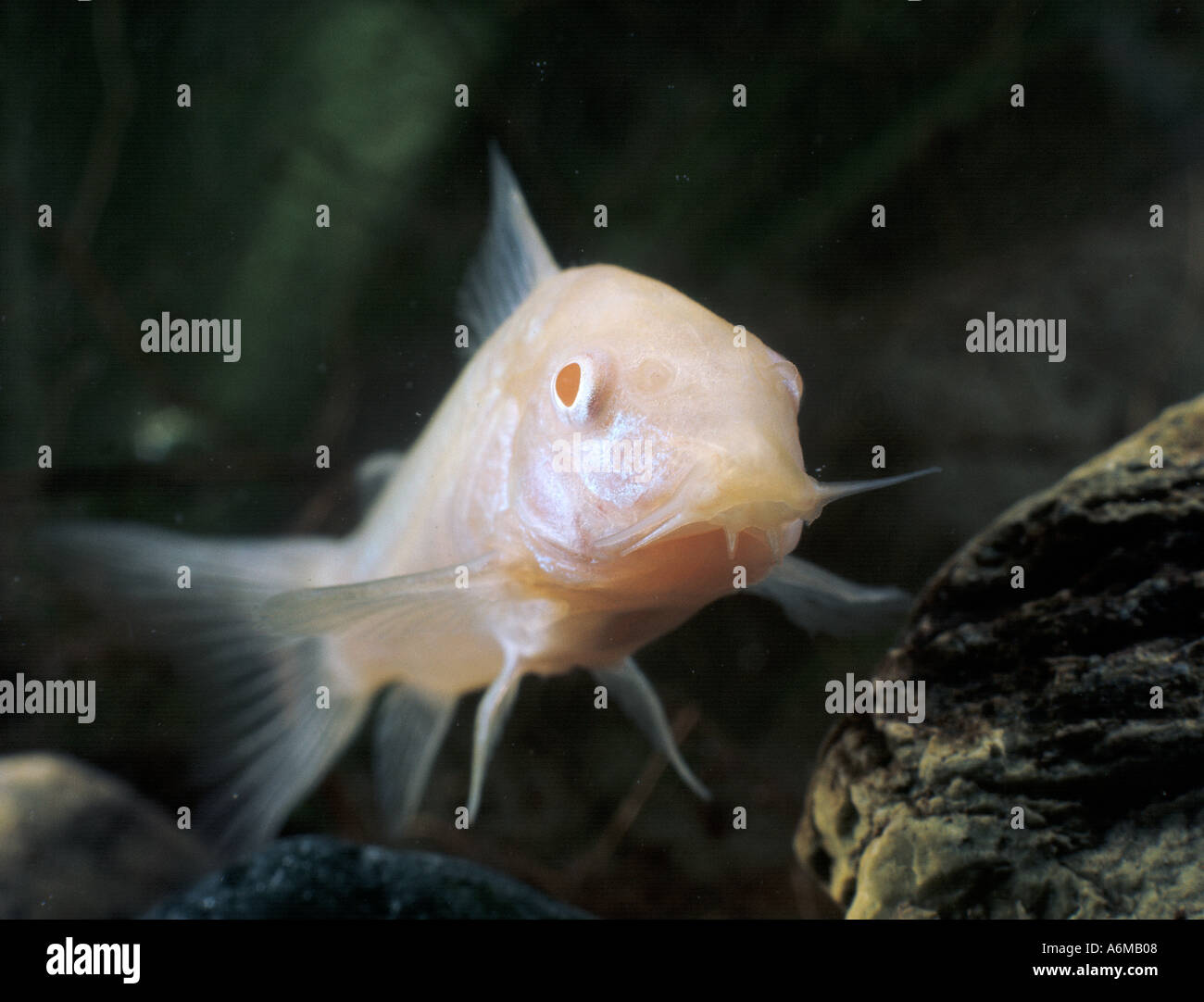 MARINE ALBINO Catfish Stock Photo Alamy