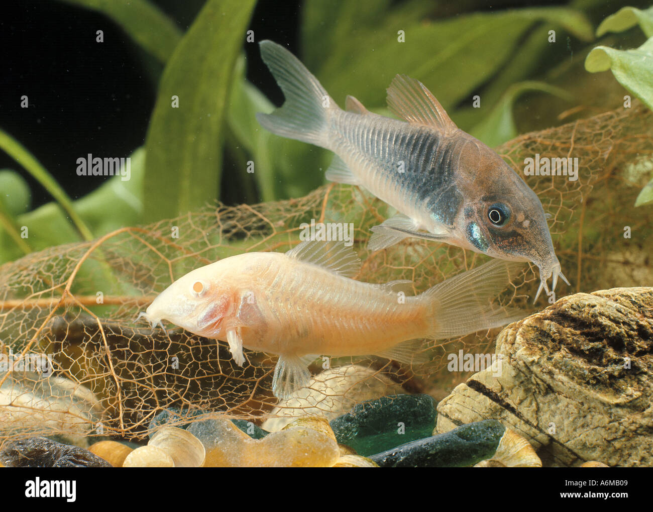 Albino catfish hi-res stock photography and images - Alamy