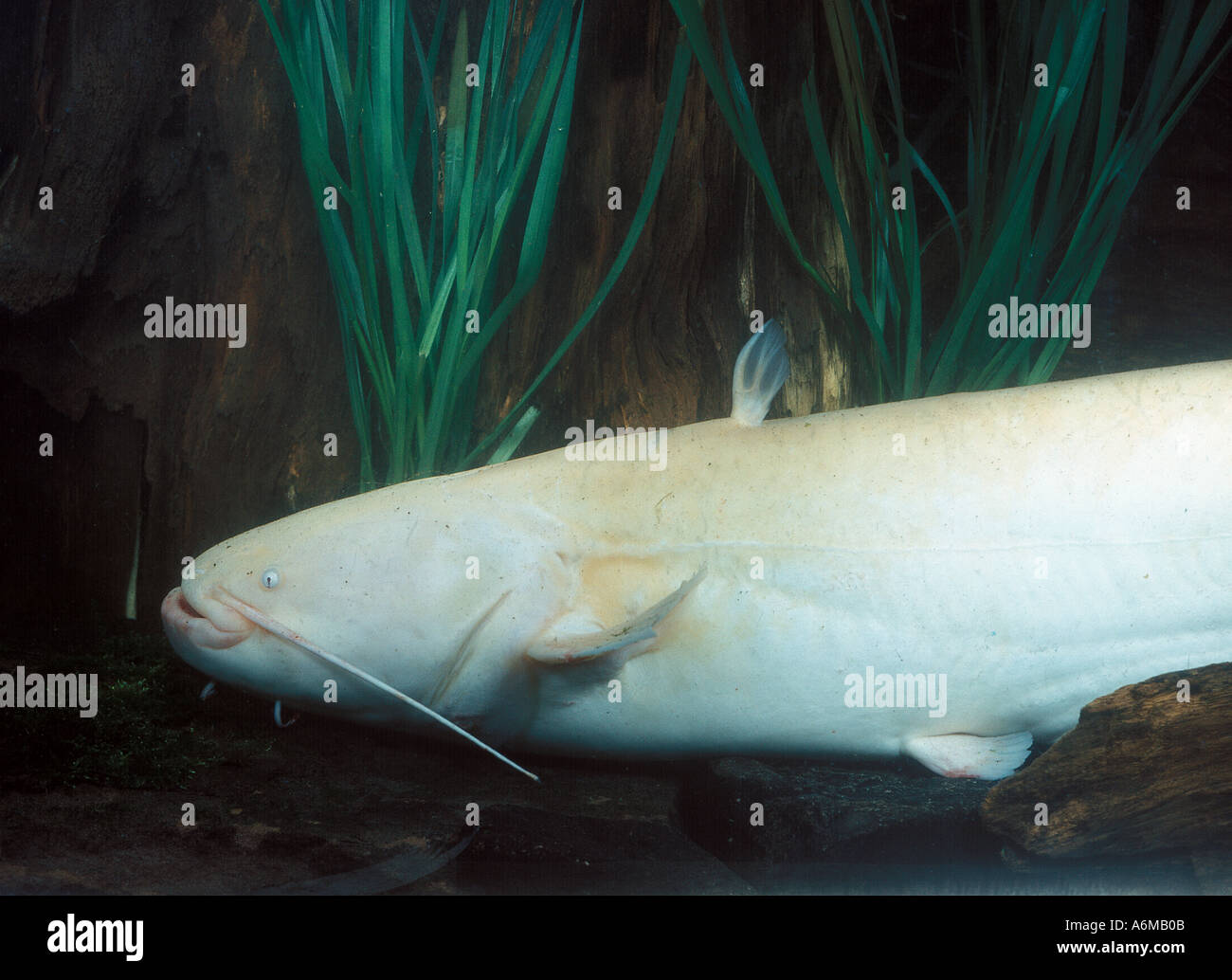 Marine albino wels hires stock photography and images Alamy