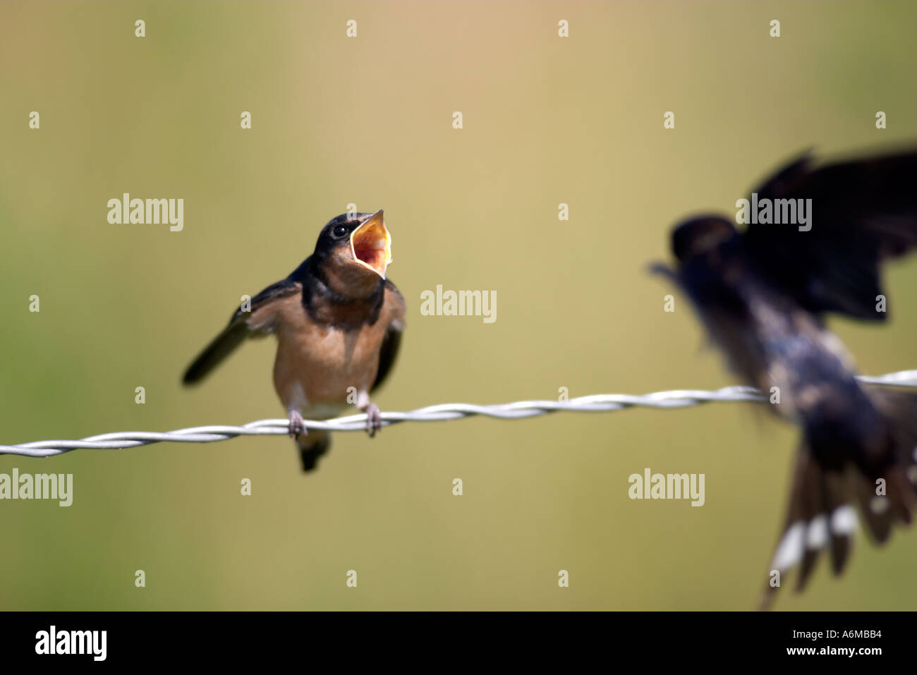 A baby Barn Swallow With mouth wide open as the parent flies in with an  insect Stock Photo - Alamy