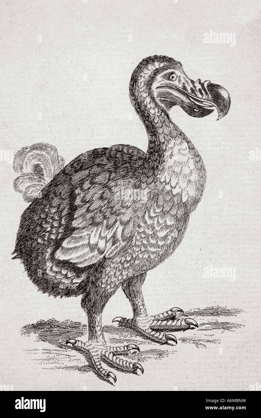 18th century drawing of the now extinct Dodo bird of Mauritius Raphus cucullatus Stock Photo