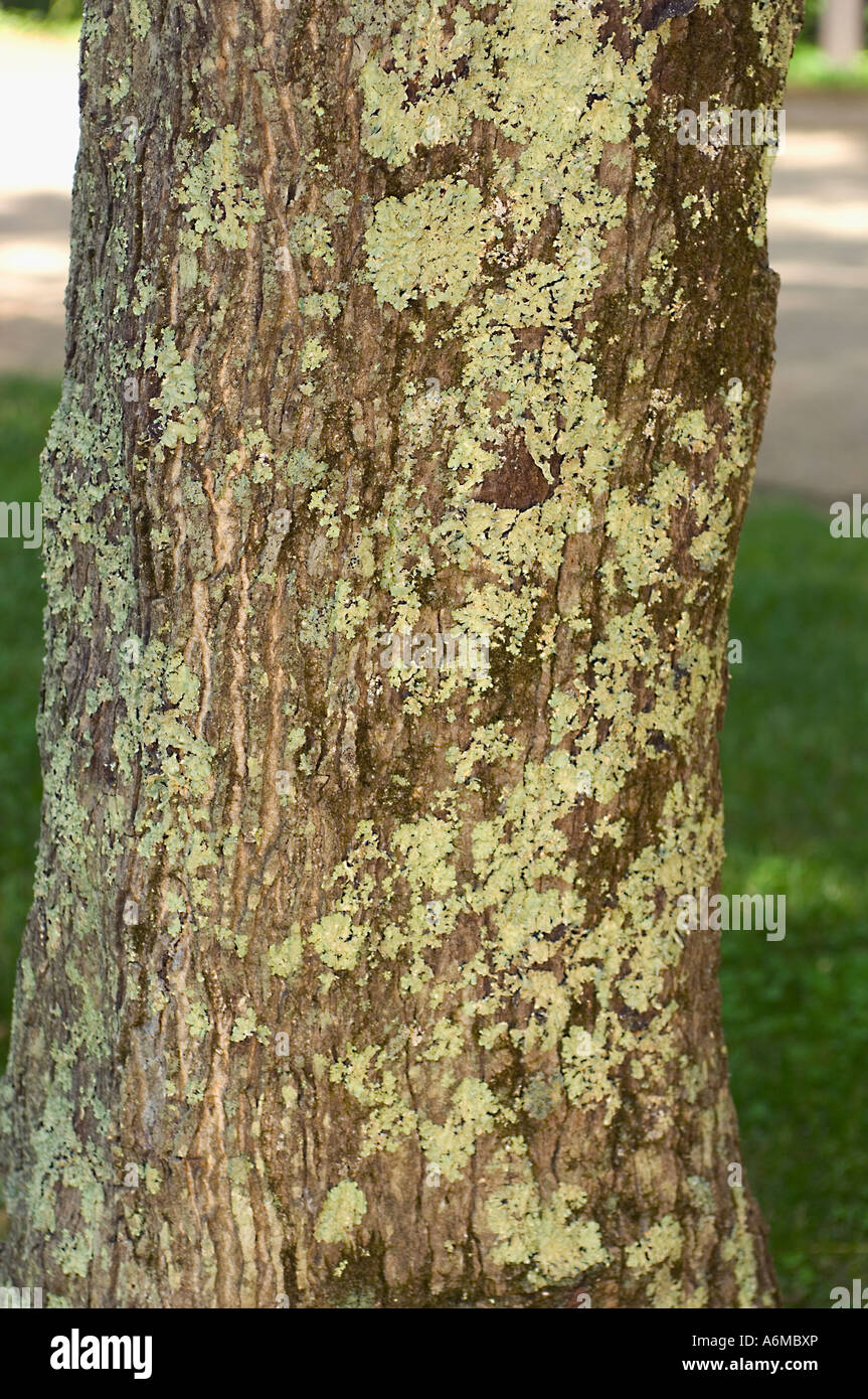 Lichens on tree in Giant City State Park Makanda IL Stock Photo