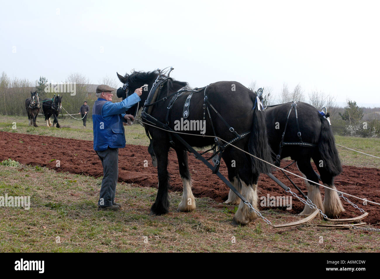 Heavy horse ploughing display at Ludwell Valley in Exeter Stock Photo ...